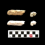 Unit 5, Abby Miller’s House, U5, Gnawed bone & tooth, Download 3D Model