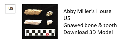 Unit 5, Abby Miller’s House, U5, Gnawed bone & tooth, Download 3D Model