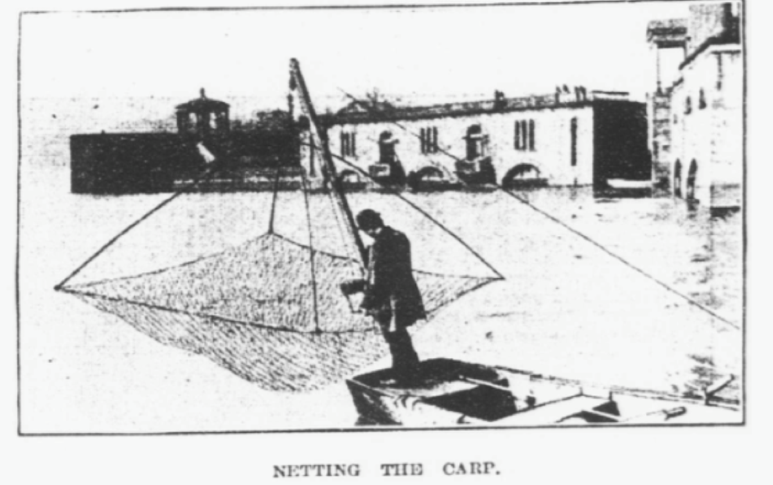 Netting the Carp illustration