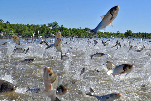 Asian Carp