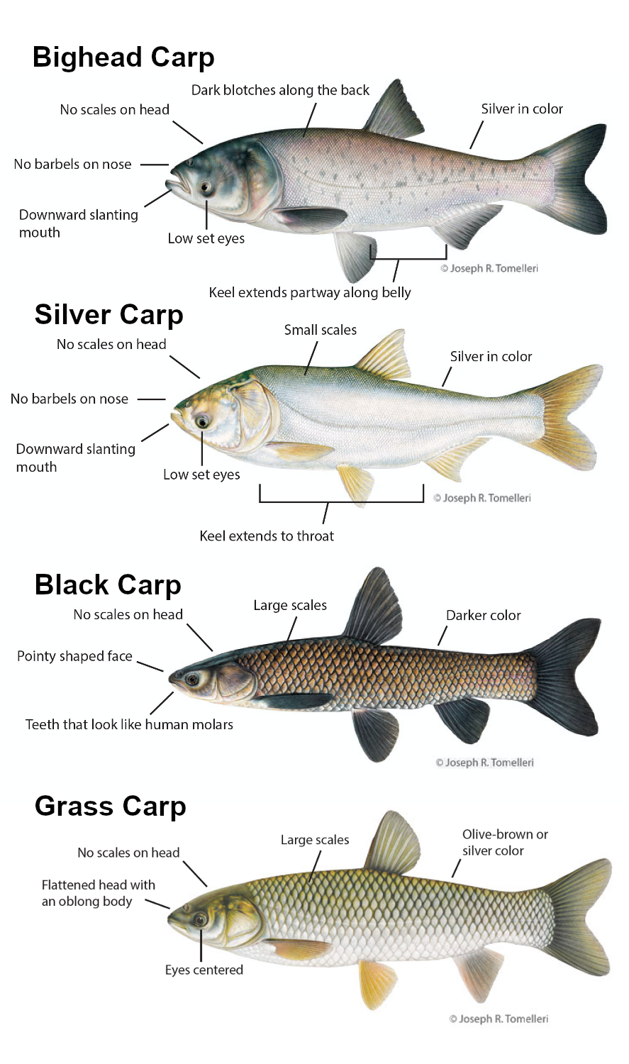 four species of carp with characteristics labeled