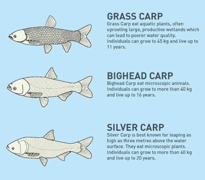 Types of Carps