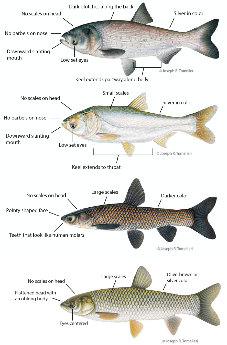 four species of carp with characteristics labeled